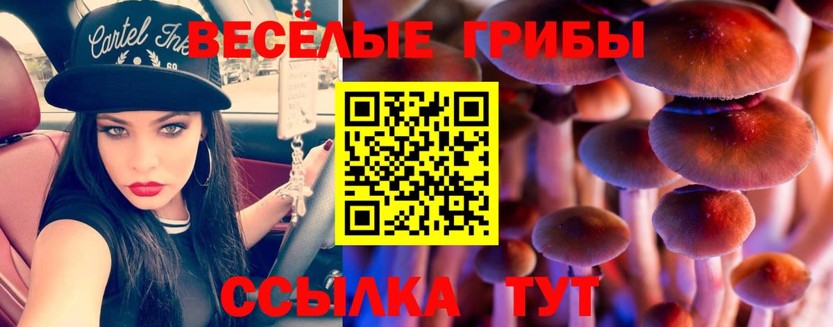 Горячий Ключ  Псилоцибиновые грибы Cubensis  Вход с VPN 